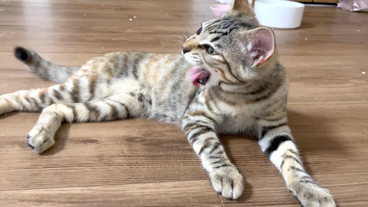子猫の様子がおかしいので病院に連れて行こうとしたら・・・