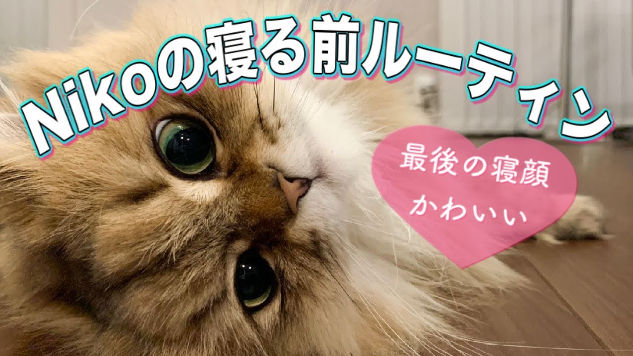 【ペルシャ猫】Nikoちゃんの寝る前ルーティン