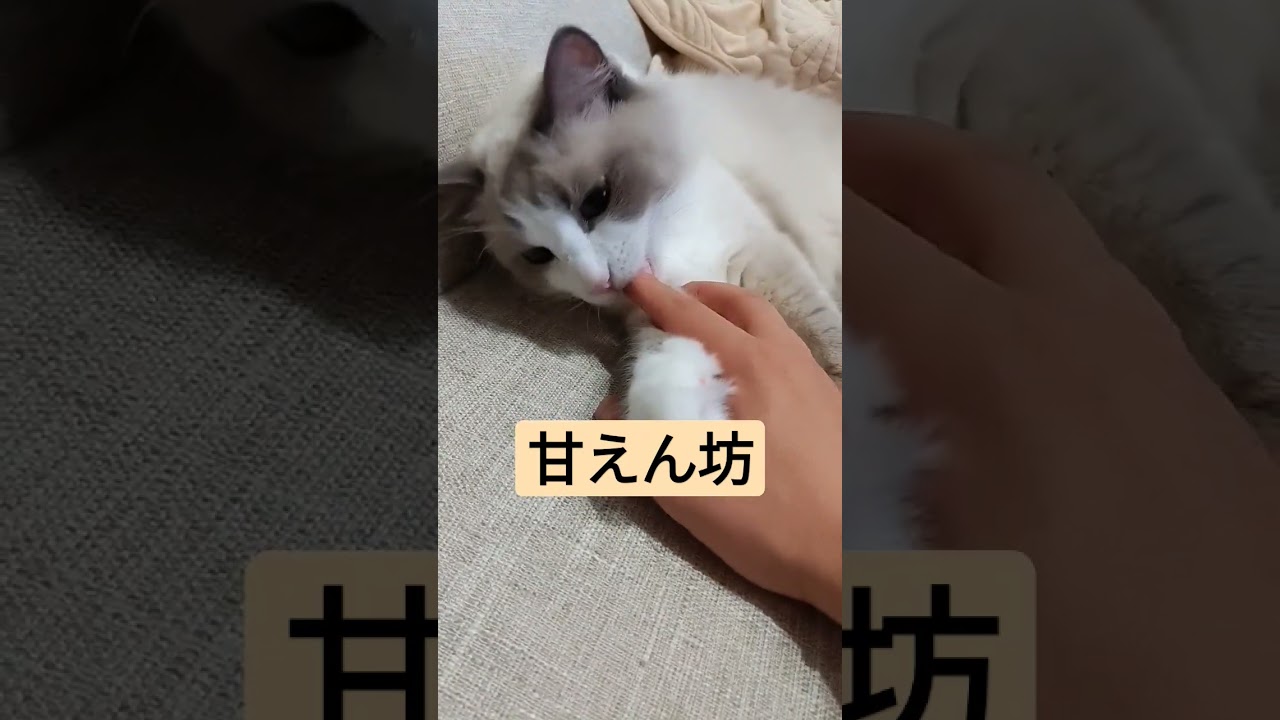 甘えん坊のラグドール
