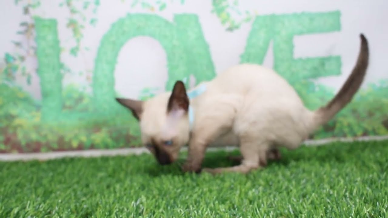 Coo&RIKU　No608263　シャム