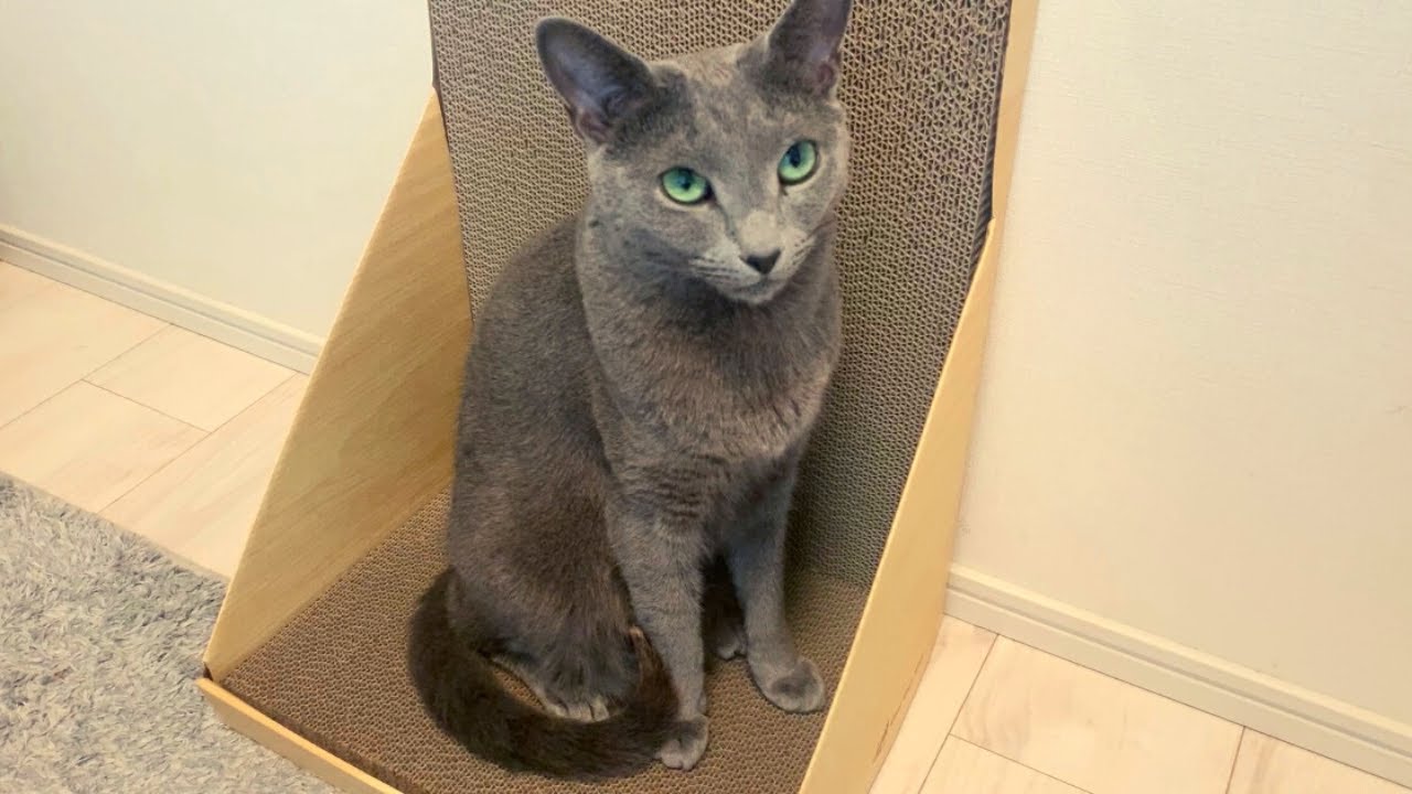 雷が鳴った時、うちの猫は・・・【ロシアンブルー】When the thunder struck, my cat ...