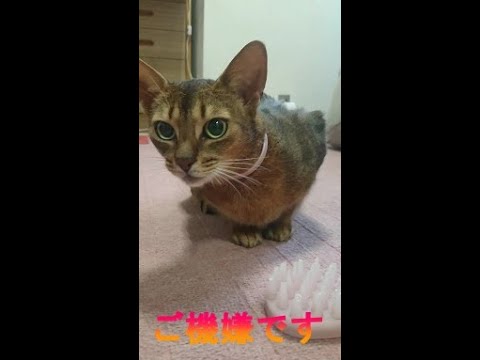 ネコ動画あび＃154　あびは何見てるのかな？　アビシニアン　あび