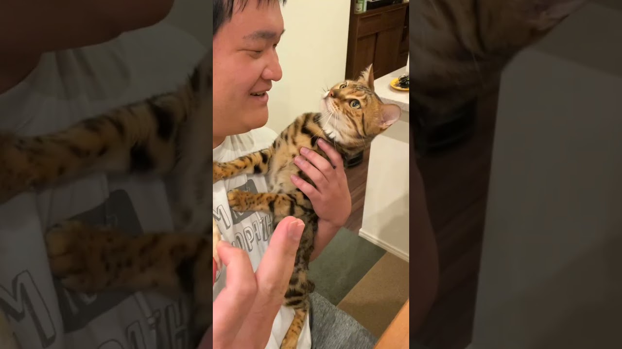 行儀のいい猫とそうじゃない猫