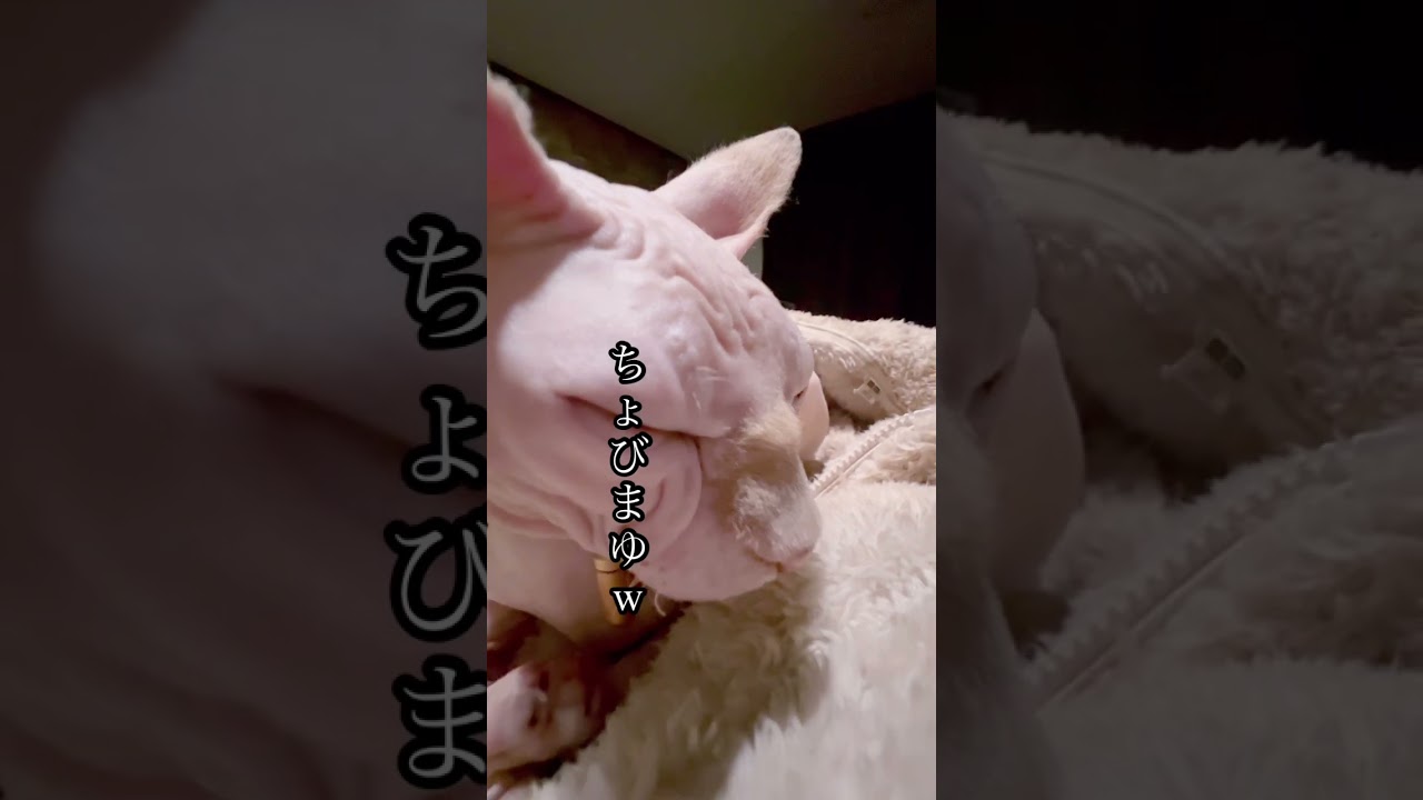 ぼくの秘密教えます #スフィンクス猫 #shorts