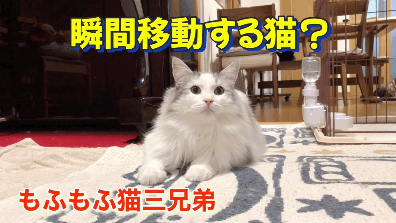 瞬間移動したみたいに見える動きの素早い猫ラガマフィン三兄弟がこちらです。