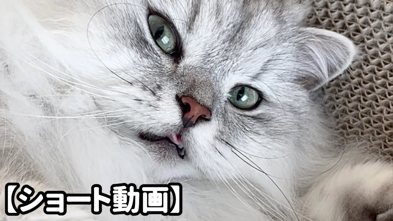 眠くて舌をしまい忘れている猫 【サイベリアン】 #Shorts
