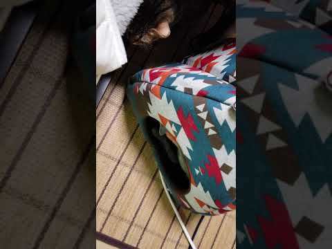 ロシアンブルーのシーニーと　エジプシャンマウのパズー。お家の取り合い