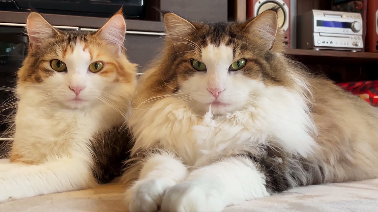 ここまで違う、大きいノエルと小さいクロエ［ノルウェージャンフォレストキャット］