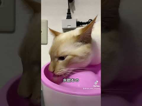 笹かまネコの水飲み 癖強すぎたwww #shorts #シャムミックス #保護猫 #保護猫動画  #猫との暮らし