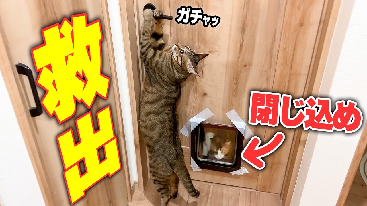 閉じ込められて泣き叫ぶ子猫を助け出そうとする先輩猫【緊急事態】