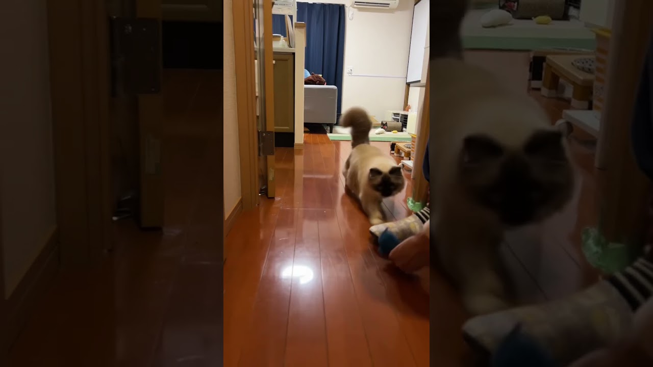 思わずびびった猫の本気狩り【バーマン】￼