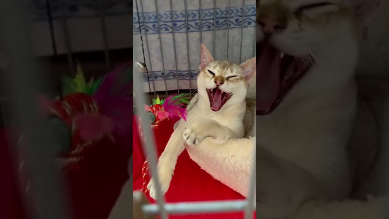 『シンガプーラ』大物感がすごい　　　#shorts #singapura