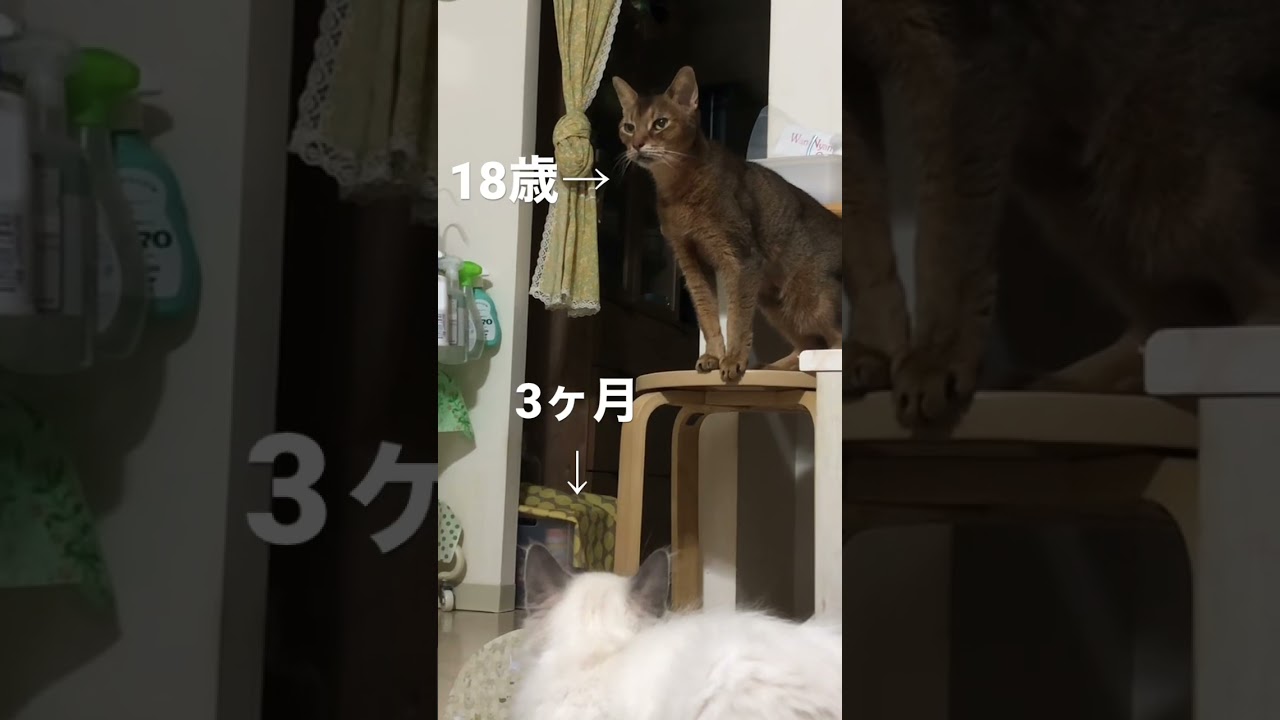 歳の差じゃれ合い！ #shorts #猫動画 #アビシニアン #サイベリアン #cat #まな猫