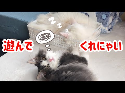 【遊ぼ🥺】寝たいターキッシュアンゴラvs遊んでほしいノルウェージャン