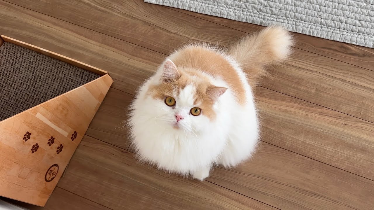 愛猫達のために一軒家を検討することにしました！