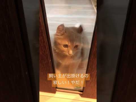 【アメリカンカール】出掛けないで欲しい子猫の行動が可愛すぎる...!!