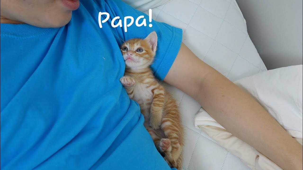 What does the kitten do when you sleep?