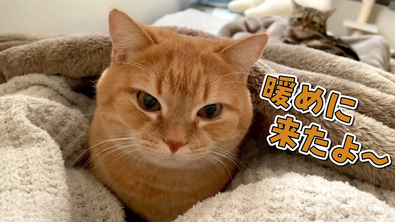 寒い朝は順番にママを暖めに来てくれる猫たちが可愛すぎる！