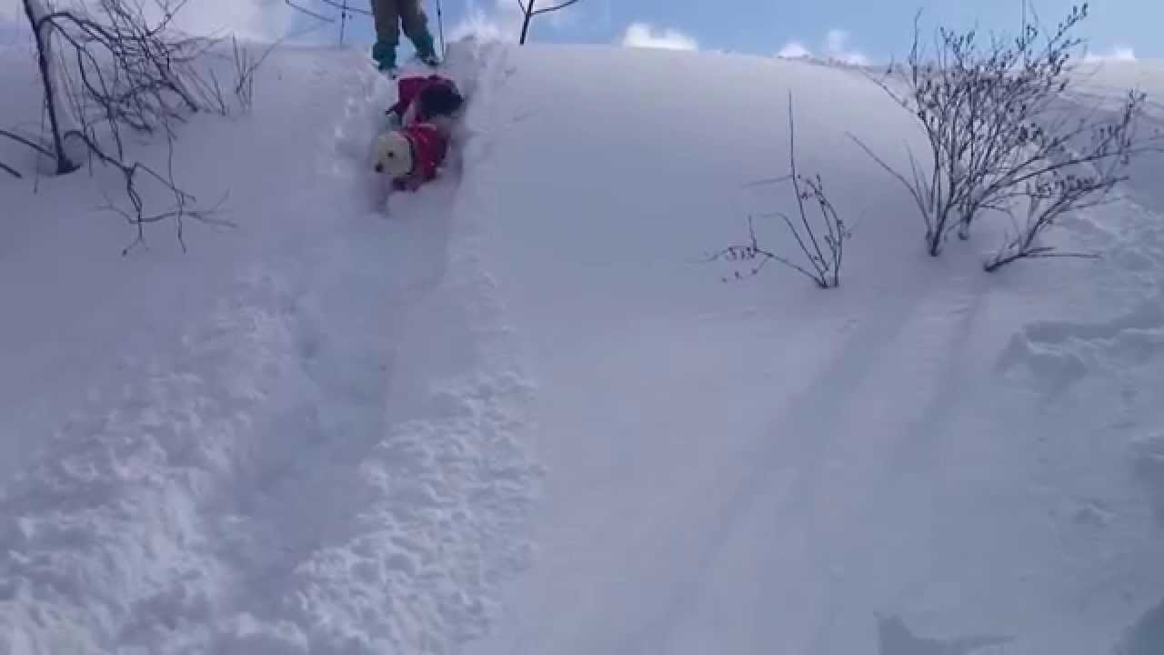 2015・2･14 裏磐梯スノーシュー　サニー&メリーちゃん滑り台