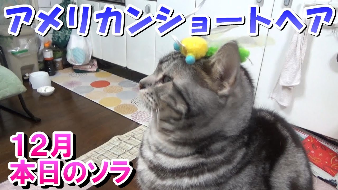 １２月　本日のアメショーソラ（アメリカンショートヘア）