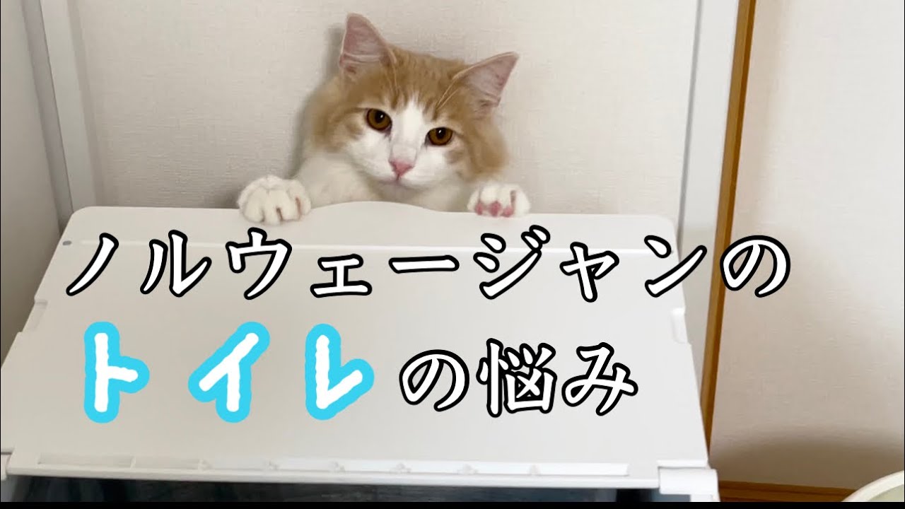 大型猫ノルウェージャンフォレストキャットのトイレの悩み…解決できました！！