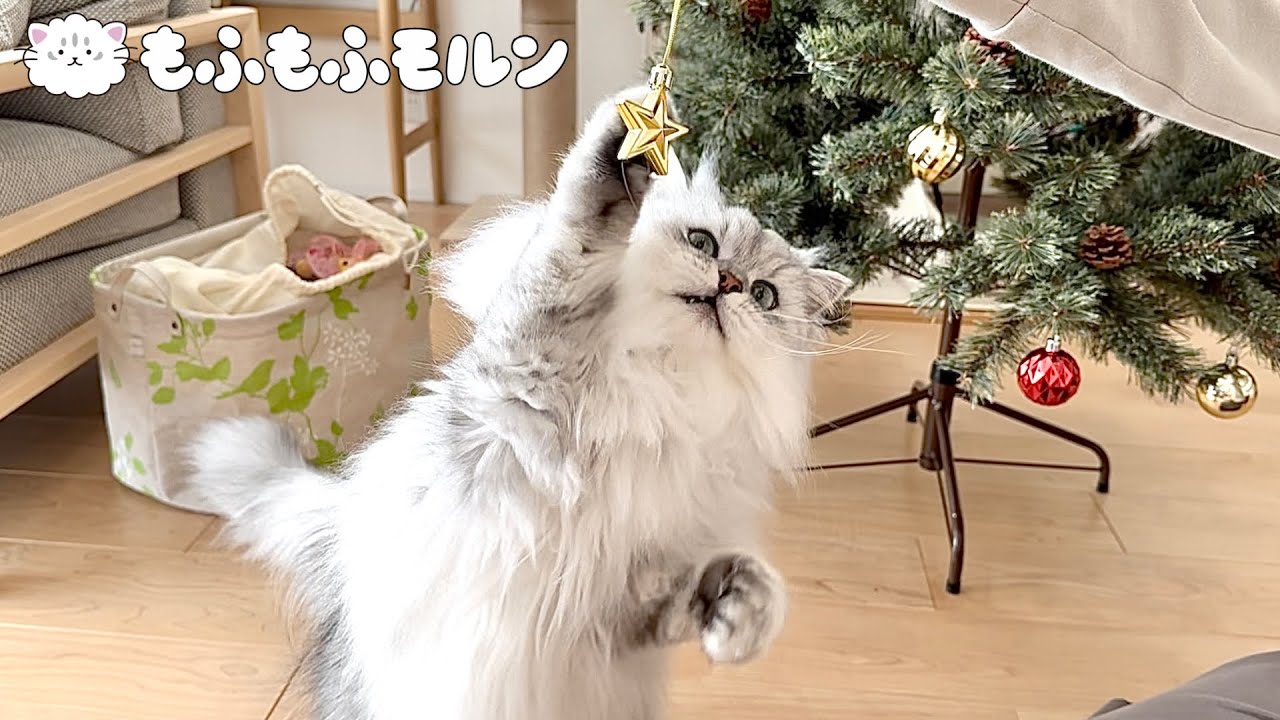 猫がクリスマスの準備で一番食いついたものは？ 【サイベリアン】