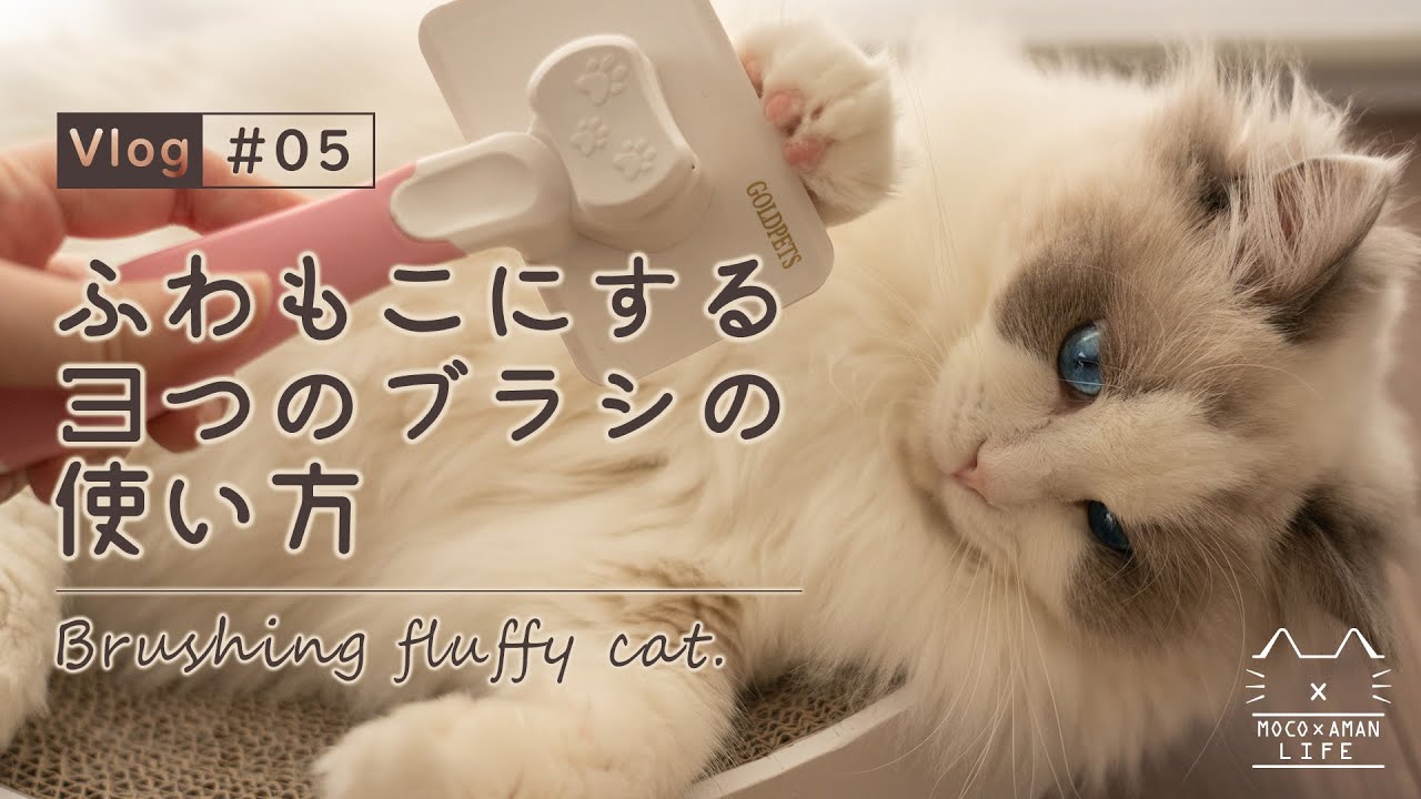 警戒しない？ラグドールのふわふわブラッシング｜もふ猫の暮らし【vlog #05】