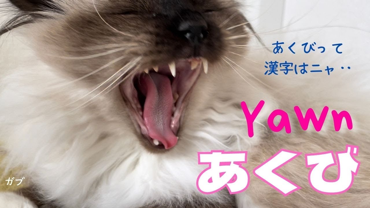 あくびの漢字の話【あくび】Yawn（バーマン猫）Birman/Cat