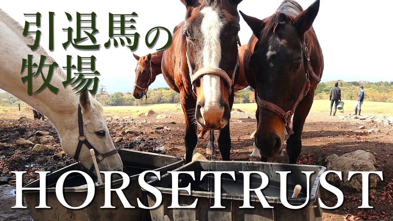 引退馬が穏やかに暮らす牧場「ホーストラスト」に行ってきた！