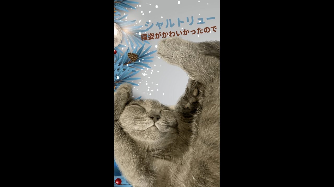 【シャルトリュー子猫】愛らしい寝姿だったので#shorts