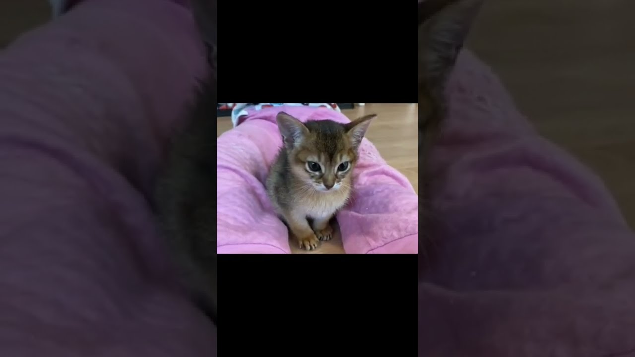 かわいすぎる【アビシニアン】#shorts