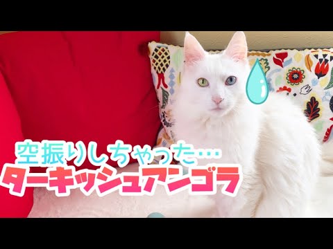 【空振りw】身体能力が高いターキッシュアンゴラがまさかの空振り…ww