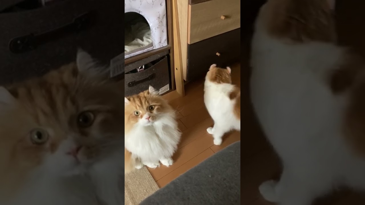 猫の要求がわからないｗ #shorts  #猫 #アメリカンカール #cat