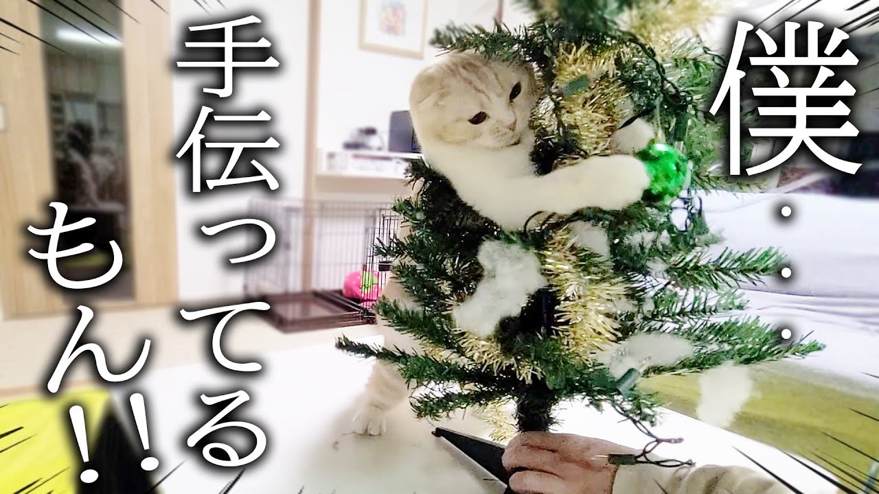 子猫と犬達ではじめて一緒にクリスマス準備したらこうなった...