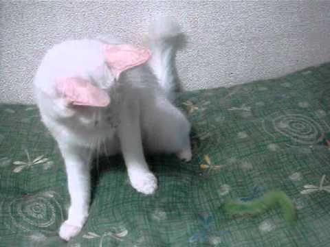 ターキッシュアンゴラ