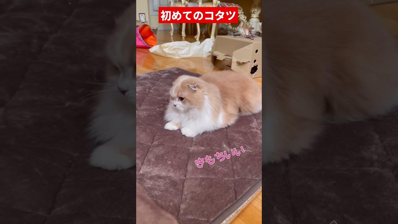 【スコティッシュフォールド】猫が初めてのコタツに興奮💨#Shortsほてちゃん