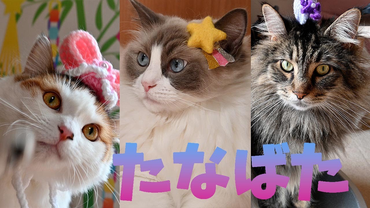 七夕なメインクーンとラグドールとサイベリアン