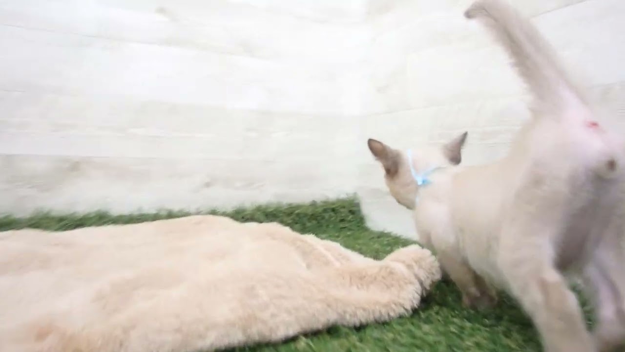 Coo&RIKU　No00576277 トンキニーズ