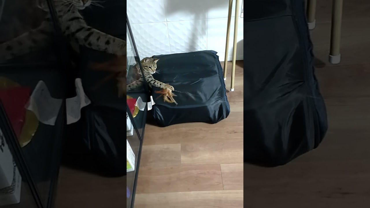 省エネで遊びたいゴマさん（オシキャット）飼主の思い通りには動いてはくれない