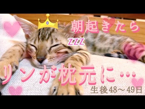 【生後48～49日目】目覚めると枕元にリン！ベンガル猫ベルの子猫の成長記録