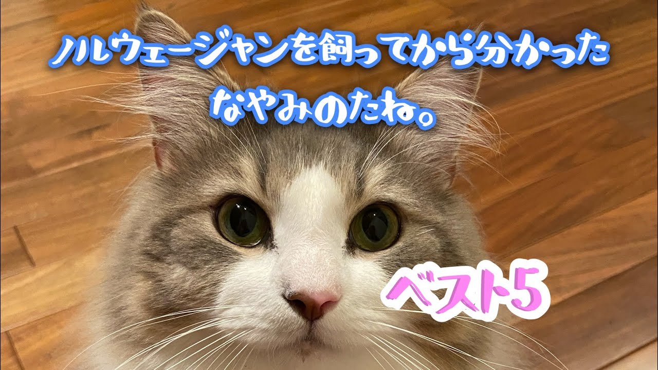ノルウェージャンを飼って悩ましいこと。ベスト5【ノルウェージャンフォレストキャット】