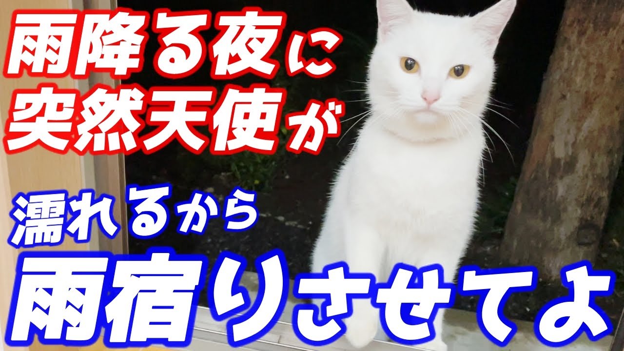 雨に濡れた迷子の庭子猫ちゃんにお家の中で雨宿りしてもらいました…♡[三毛母猫の子猫]