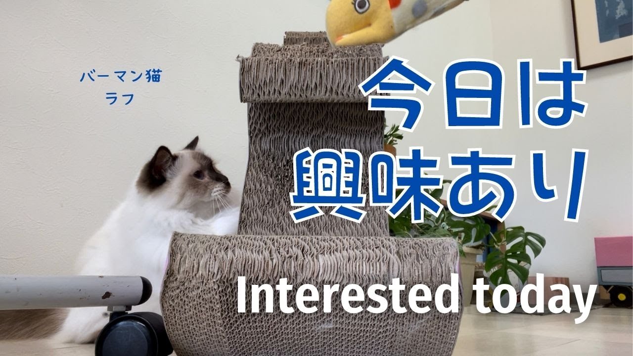 昨日は無視したおもちゃ【今日は興味あり】Interested today（バーマン猫）Birman/Cat