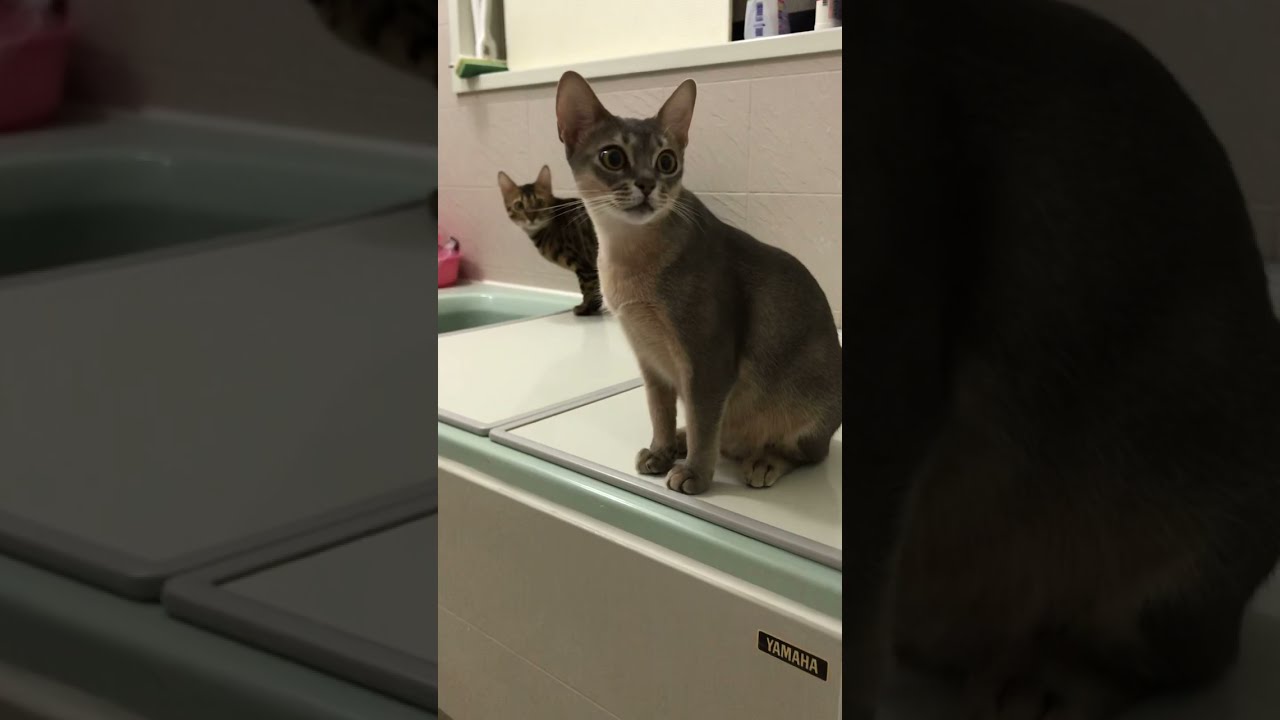 【ニャルソック】お風呂掃除を見守る猫達（ベンガル猫とアビシニアン）Cats watching over the bath cleaning #shorts