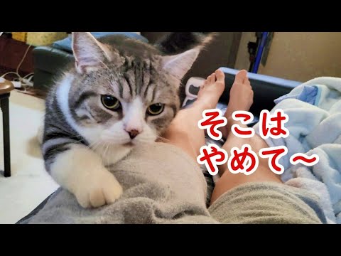 朝起きたら猫(マンチカン)に大事な部分をフミフミされました - I woke up in the morning and the Cat's kneading my private parts -
