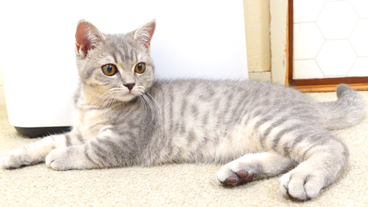 スコティッシュフォールドの性格的特徴！子猫を迎えて気付いた真実とは…