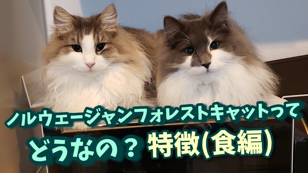 大型猫ノルウェージャンフォレストキャット＊めちゃくちゃよく食べます【猫トリセツ】