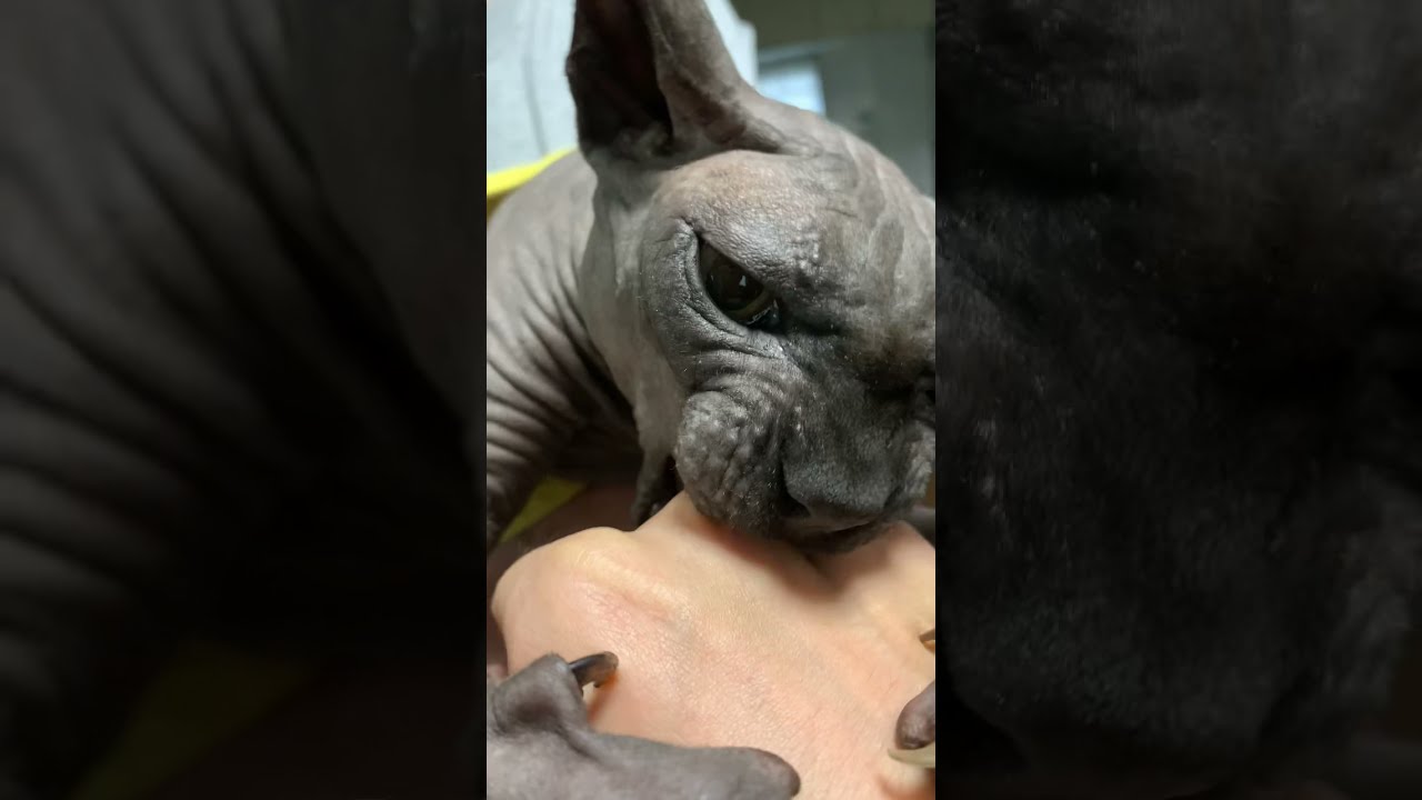 スフィンクス猫を飼えばこの顔が毎日見れます。