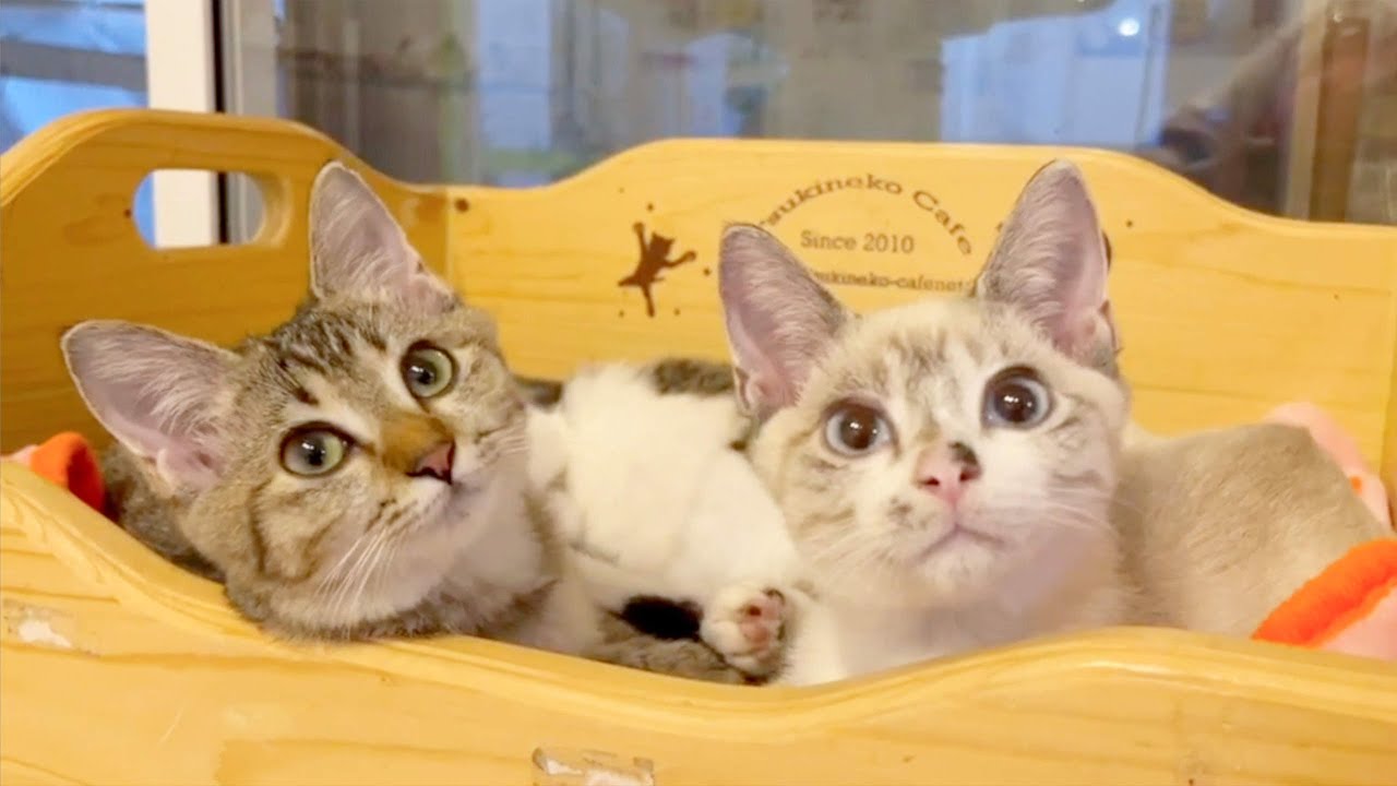 子猫の里親が決まりました！その経緯について【2匹一緒に引き取ってくれるのか…？】