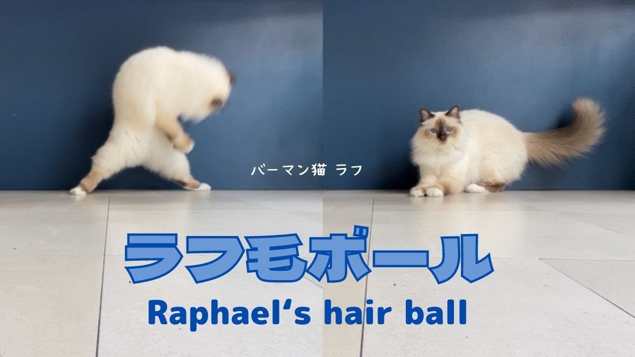 ボール遊び楽しいニャ【ラフ毛ボール】Raphael’s hair ball（バーマン猫）Birman/Cat